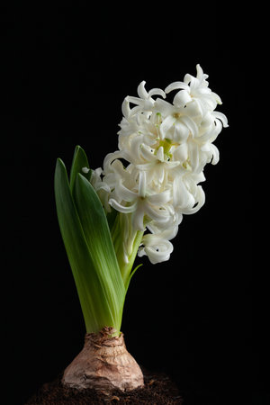 white hyacinth traditional winter christmas or spring flower on black backgroundの写真素材