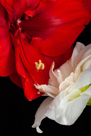 metaphor of love passion sex erotic couple, two amaryllis flowers touching each otherの写真素材