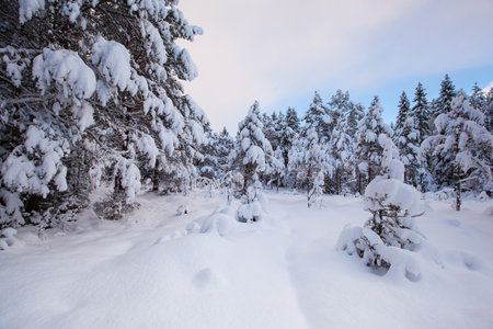 beautiful winter landscape snow treeの写真素材