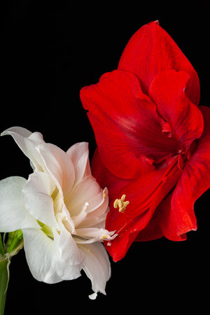 metaphor of love passion sex erotic couple, two amaryllis flowers touching each otherの写真素材