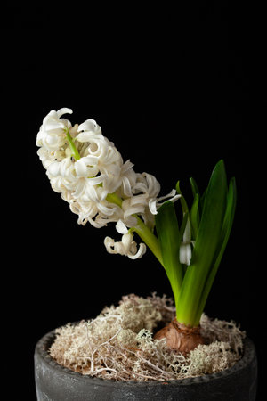 white hyacinth traditional winter christmas or spring flower on black backgroundの写真素材