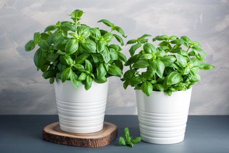 fresh basil herb in potの写真素材