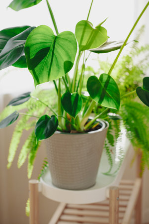 green houseplants nephrolepis and monstera in white flowerpots on windowの写真素材