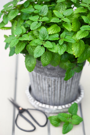 lemon balm (melissa) herb in flowerpot on balcony, urban container garden conceptの写真素材