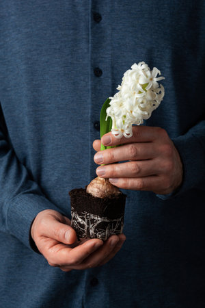 man gardener planting winter or spring flowers hyacinth on black backgroundの写真素材