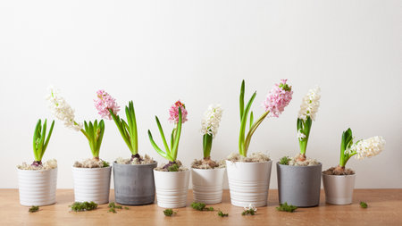 white pink hyacinth traditional winter christmas or spring flowerの写真素材