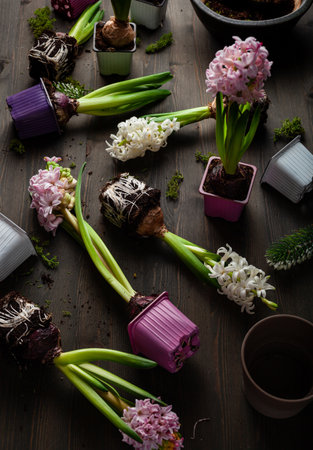 planting winter or spring flowers hyacinth on black background, gardening conceptの写真素材