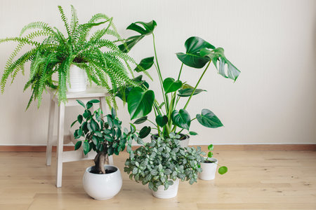 houseplants fittonia, monstera, nephrolepis and ficus microcarpa ginseng in white flowerpotsの写真素材