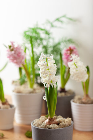white pink hyacinth traditional winter christmas or spring flowerの写真素材