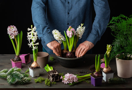 man gardener planting winter or spring flowers hyacinth on black backgroundの写真素材