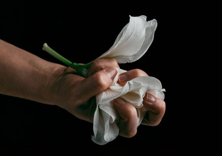 hand crumpling white fragile flower, metaphor of violence abuse aggressionの写真素材
