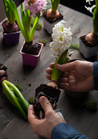 man gardener planting winter or spring flowers hyacinth on black backgroundの写真素材