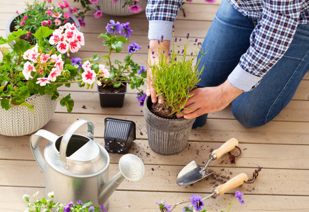 man gardener planting pansy, lavender flowers in flowerpot in garden on terraceの写真素材