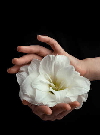 hands holding white fragile flower on black background, care love tenderness sensitivity conceptの写真素材