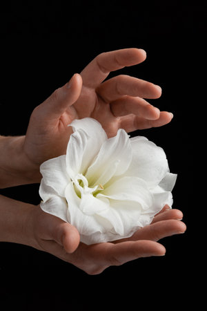 hands holding white fragile flower on black background, care love tenderness sensitivity conceptの写真素材
