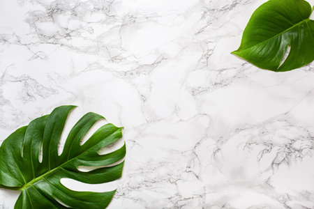 monstera leaf tropical plant on gray marble backgroundの写真素材