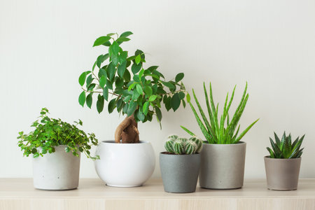 green houseplants cactus succulent aloe vera, gasteria duval, pilea depressa, parodia warasii, ficusの写真素材