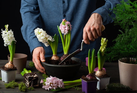 man gardener planting winter or spring flowers hyacinth on black backgroundの写真素材