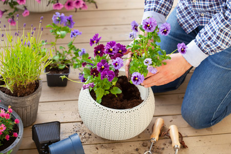 man gardener planting pansy, lavender flowers in flowerpot in garden on terraceの写真素材