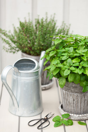 lemon balm (melissa) and thyme herb in flowerpot on balcony, urban container garden conceptの写真素材