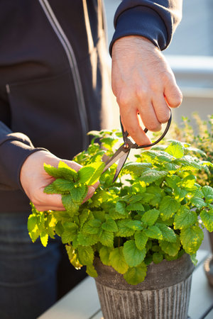 gardener picking lemon balm (melissa) in flowerpot on balconyの写真素材