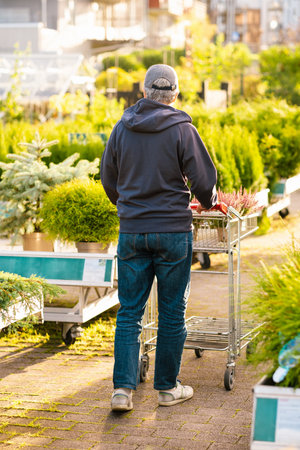 man gardener shopping in garden center, buying heather plantsの写真素材