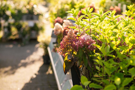 hydrangea flowers sold in a garden centerの写真素材