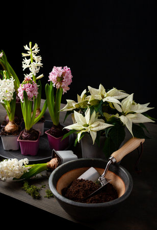 planting winter or spring flowers hyacinth on black background, gardening conceptの写真素材