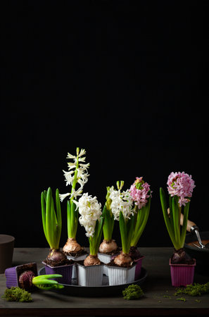 planting winter or spring flowers hyacinth on black background, gardening conceptの写真素材
