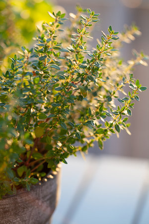 thyme and lemon balm (melissa) herb in flowerpot on balcony, urban container garden conceptの写真素材