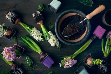 planting winter or spring flowers hyacinth on black background, gardening conceptの写真素材