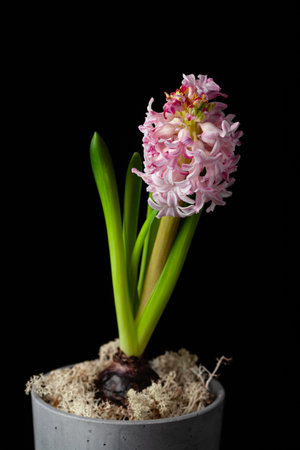 pink hyacinth traditional winter christmas or spring flower on black backgroundの写真素材