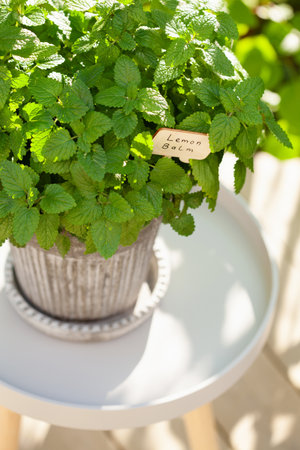 lemon balm (melissa) herb in flowerpot in gardenの写真素材