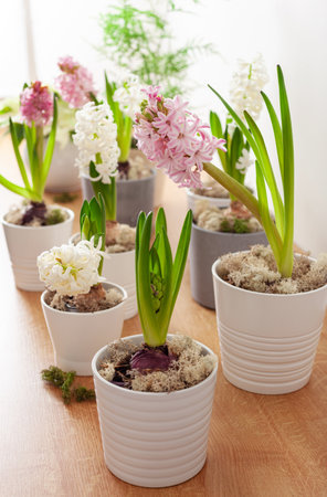 white pink hyacinth traditional winter christmas or spring flowerの写真素材