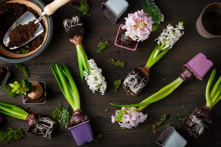 planting winter or spring flowers hyacinth on black background, gardening conceptの写真素材