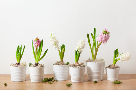 white pink hyacinth traditional winter christmas or spring flowerの写真素材