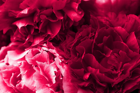 2023 color Viva Magenta, beautiful pink peony flower backgroundの写真素材