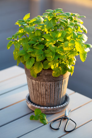 lemon balm (melissa) herb in flowerpot on balconyの写真素材