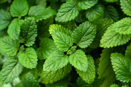 lemon balm (melissa) herb leaf closeupの写真素材