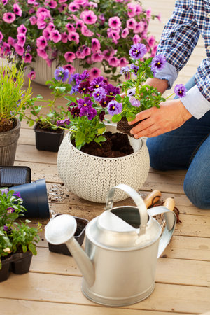 man gardener planting pansy, lavender flowers in flowerpot in garden on terraceの写真素材