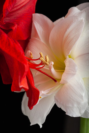 metaphor of love passion sex erotic couple, two amaryllis flowers touching each otherの写真素材