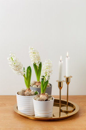 white hyacinth traditional winter christmas or spring flower and candlesの写真素材