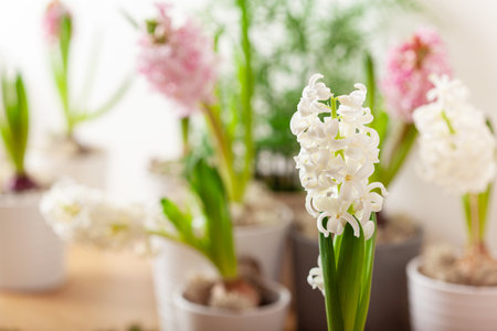 white pink hyacinth traditional winter christmas or spring flowerの写真素材