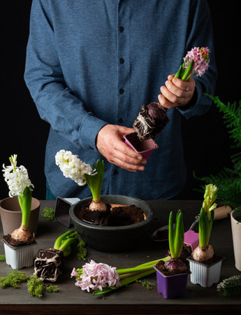 man gardener planting winter or spring flowers hyacinth on black backgroundの写真素材