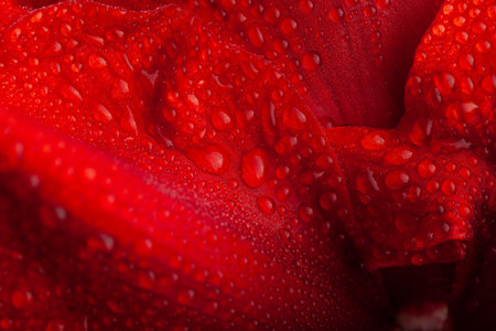 abstract close-up nature texture red winter christmas flower amaryllis Merry Christmasの写真素材