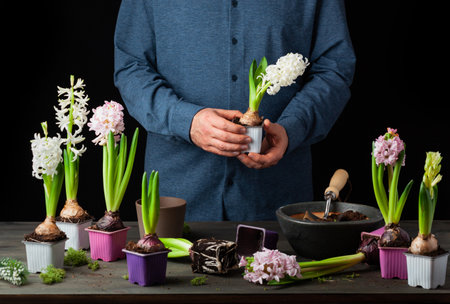 man gardener planting winter or spring flowers hyacinth on black backgroundの写真素材
