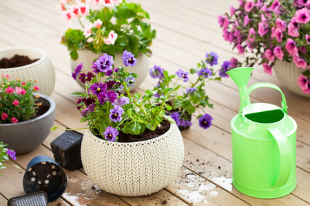 gardening planting pansy, lavender flowers in flowerpot in garden on terraceの写真素材