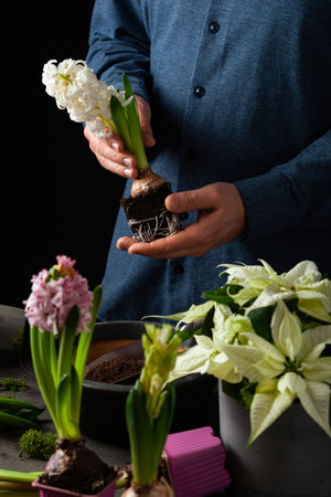man gardener planting winter or spring flowers hyacinth on black backgroundの写真素材