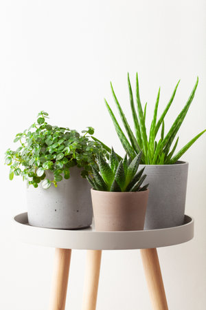 green houseplants cactus succulent aloe vera, gasteria duval, pilea depressaの写真素材