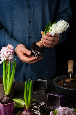 man gardener planting winter or spring flowers hyacinth on black backgroundの写真素材